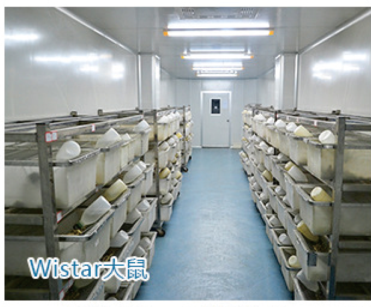 Wistar大鼠 Wistar大鼠