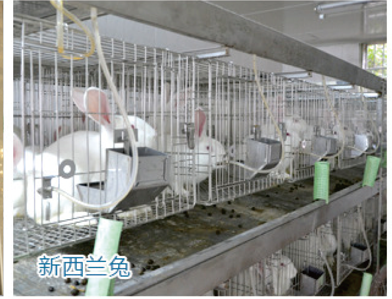 新西兰兔