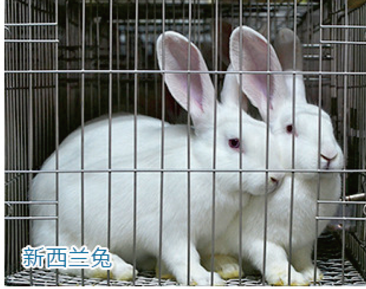 新西兰兔